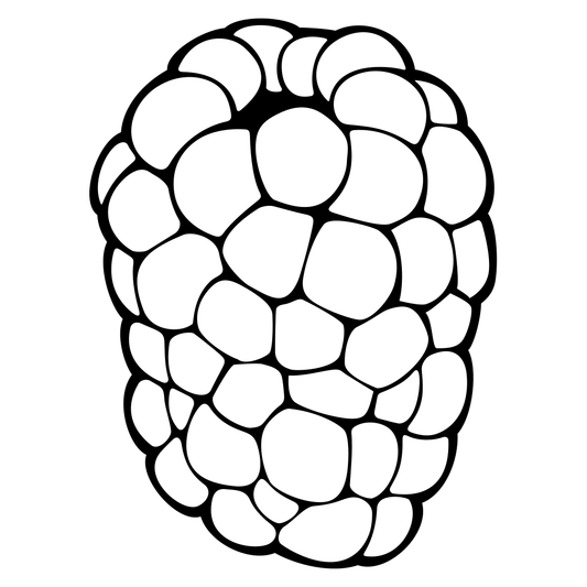 Elegant blackberry vector design for crafting projects