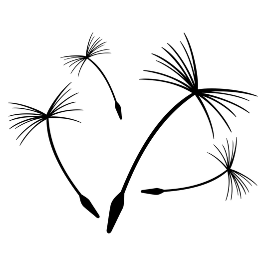 Delicate dandelion seeds ready for crafting projects