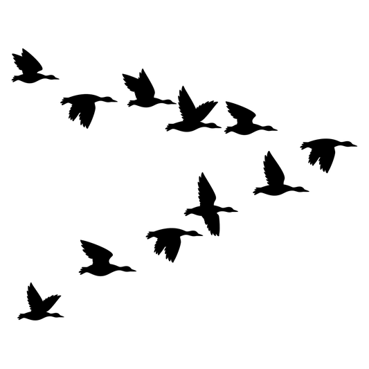 Elegant flock of mallard ducks in graceful flight pattern