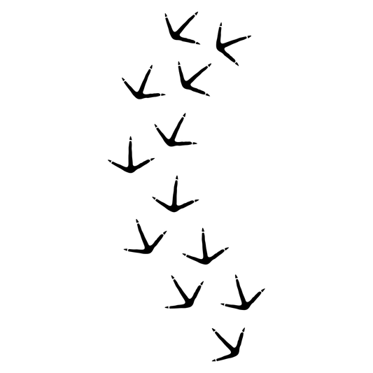 Elegant designs of bird traces captured in a vector format