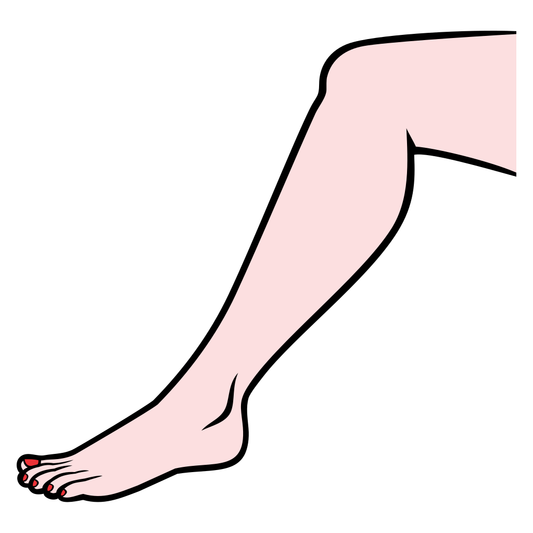 Explore the elegance of a woman's leg in vector format